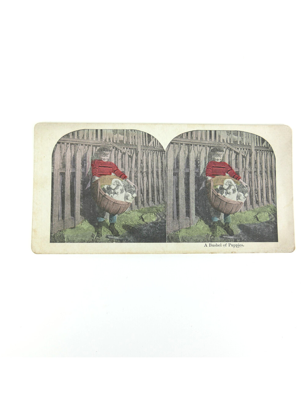 Antique Stereoview Card A Bushel of Puppies Boy Basket Vintage Stereograph 3D